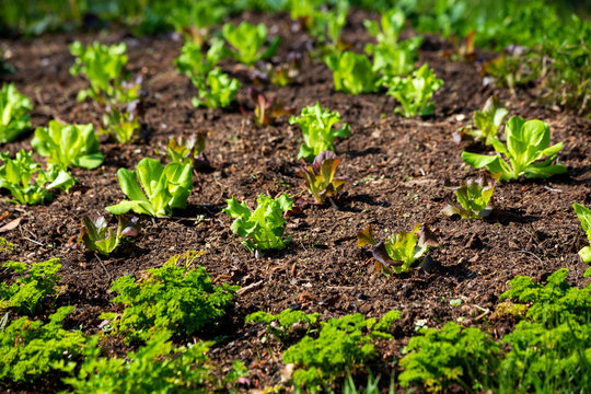 Bed with salad, parsley and onion