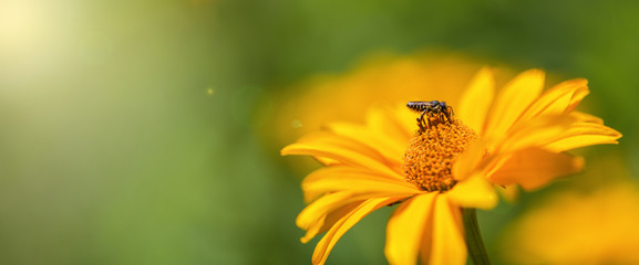 Banner. Bee collects nectar on a yellow flower. Bee sitting on a bright yellow flower. Macro