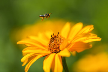 Bee flies to the yellow flower to collect nectar. Horizontal macro photography
