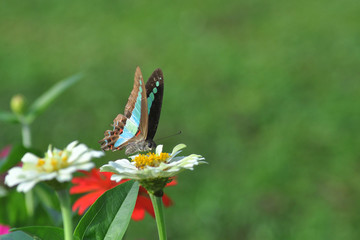 butterfly on zinnia flower with blur bokeh background