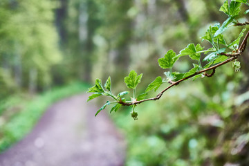 Waldlandschaft | Zweig im Vordergrund