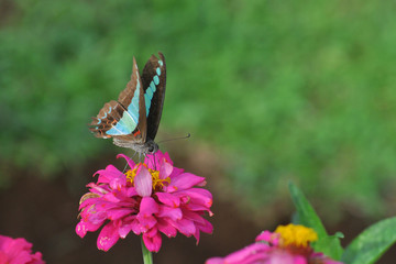 butterfly on zinnia flower with blur bokeh background