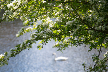 white flowers of a tree in spring with blurred swan in background