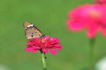 butterfly on zinnia flower with blur bokeh background