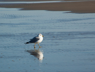 Seagull on the Beach by the ocean
