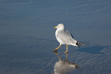 Seagull on the Beach by the ocean