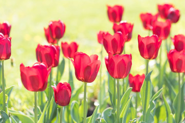 The blossoming red tulips