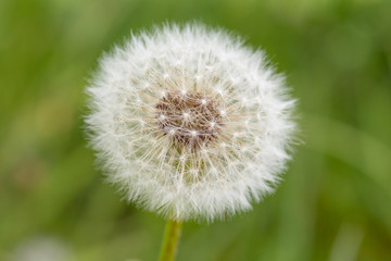 Fluffy white dandelion flower with seeds in nature on meadow. Dandelions field on spring sunny day. Blooming dandelion on green background.