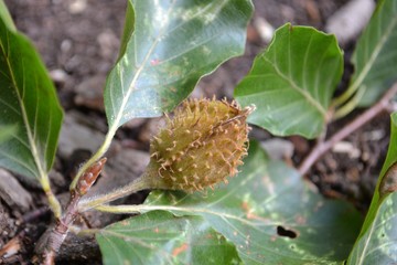 Closeup photograph of an unripe cupule of a green beech.