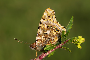 Thorn Butterfly ;  Vanessa cardui