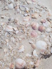 Seashells on the beach