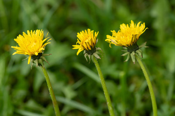 Three yellow dandelion flowers in nature on meadow. Dandelions field on spring sunny day. Blooming dandelion on green background.