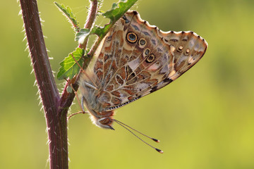 Thorn Butterfly ;  Vanessa cardui