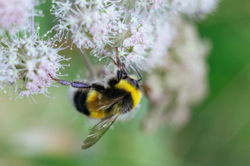 A furry striped bumblebee sits on a poisonous white flower of a water Hemlock on a green background. Textured wings. Close-up, side view. Poisonous plant.