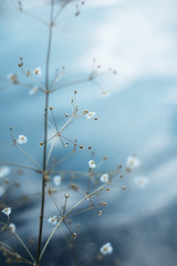 The small white flowers of the water plantain, or Alisma on a blue water background. The sun's rays fall on the flowers on a summer day. Macro, aquatic plant.