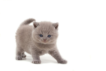 Purple British kitten stands on a white background and looks at the camera. Age 1 month.