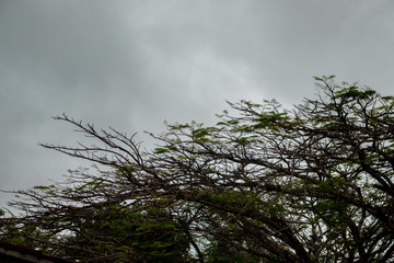 Obraz na płótnie Canvas Céu nublado, árvore e céu