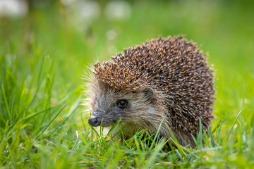 Naklejka na ściany i meble Cute common hedgehog on green grass in spring or summer forest during dawn. Young beautiful hedgehog in natural habitat outdoors in the nature.