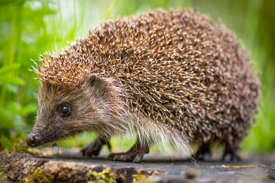 Fototapeta Cute common hedgehog on a stump in spring or summer forest during dawn. Young beautiful hedgehog in natural habitat outdoors in the nature.