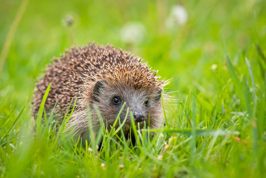 Cute common hedgehog on green grass in spring or summer forest during dawn. Young beautiful hedgehog in natural habitat outdoors in the nature.