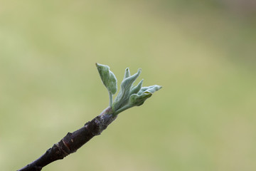 Young green leaves bloom on a branch. Apple tree, close-up.