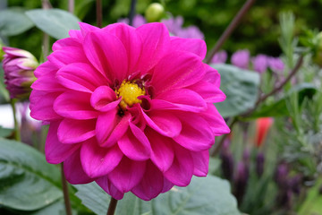 Obraz premium Beautiful pink flower close up in the sun on a mostly green background.