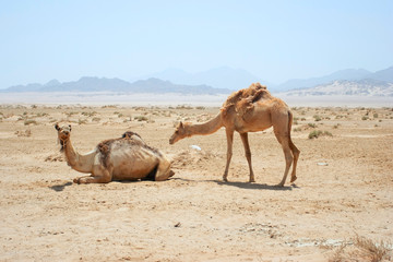 full size camel profile walking on dry sand in desert, bright sun and blue sky