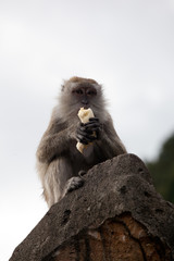 beautiful closeup portrait of one monkey holding food sitting on rock in backlight, against sky