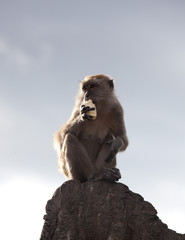 rare beautiful closeup portrait of one monkey holding food sitting on rock in backlight, against sky