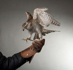 hawk attacking spreading wings sitting on leather glove, isolated on white background