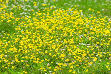 Fototapeta premium blooming flower in spring, buttercup, crowfoot