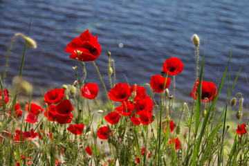 Blooming red poppy flowers against blue dark sea water with slight waves on a sunny day.