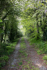 Fototapeta na wymiar Path in Woods