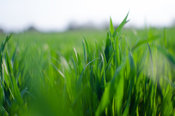 Green grass timothy-grass on a white background