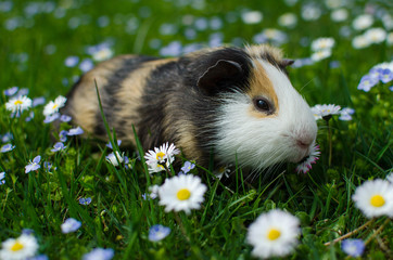 guinea pig walks in the fresh air and eating