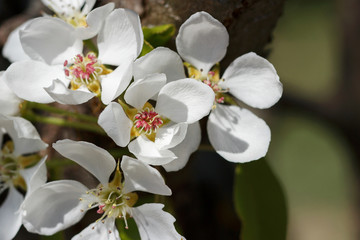 Beautiful spring white flowers pears on a branch with green leaves. Closeup.