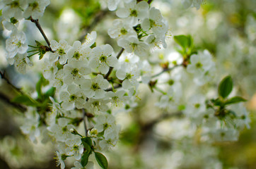 Spring plum branch blooming white flowers outdoors on a background