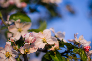 Pink delicate and fragrant apple blossoms in spring