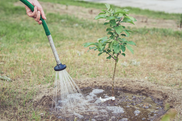 The hand with the garden hose watering the tree in the garden.