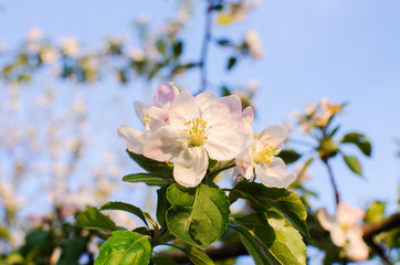 Pink delicate and fragrant apple blossoms in spring