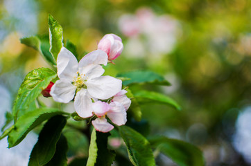 Pink delicate and fragrant apple blossoms in spring