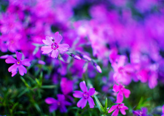 Little flowers blooming phlox pink with