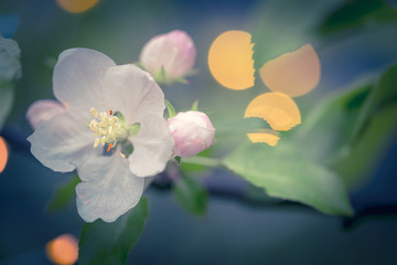 Beautiful spring blossoms. White flowers on the branches of apple tree at evening moment, with shallow depth of field and bokeh lights.