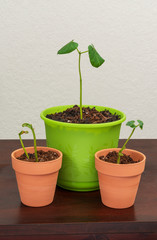 Springtime Seedlings Ready To Be Replanted