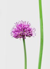 Chives with ball-shaped flower, isolated on white background. Purple Giant Allium.