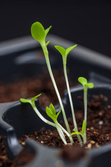 Tender Young Sprouts Shallow DOF