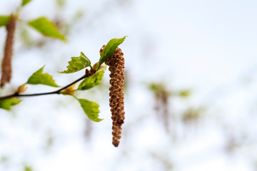 Spring. daylight. birch is just starting to blossom. there are earrings.