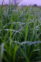 Green grass timothy-grass on a white background