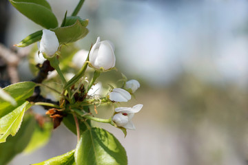 Beautiful spring white flowers pears on a branch with green leaves. Closeup.
