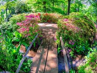Beautiful garden of Richmond park, Isabella plantation area in summertime with wooden bridge and...
